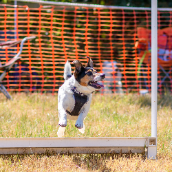 Country Dog Show